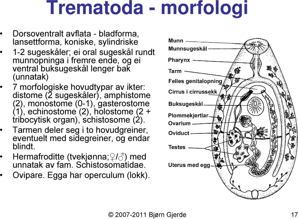 (0-1), gasterostome (1), echinostome (2), holostome (2 + tribocytisk organ), schistosome (2).