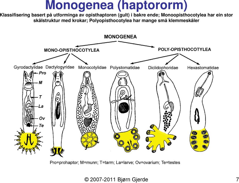 Monoopisthocotylea har ein stor skålstruktur med