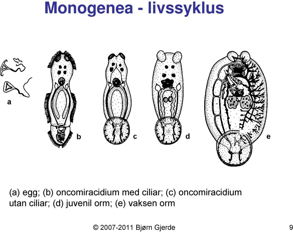 oncomiracidium utan ciliar; (d)