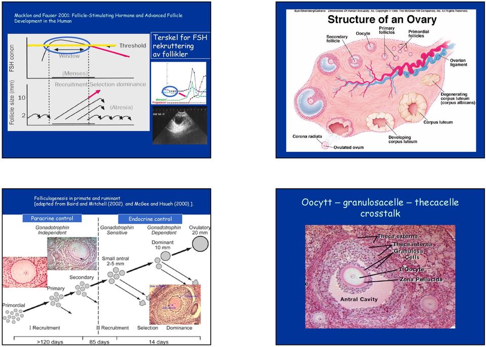 Folliculogenesis in primate and ruminant [adapted from Baird and Mitchell (2002)