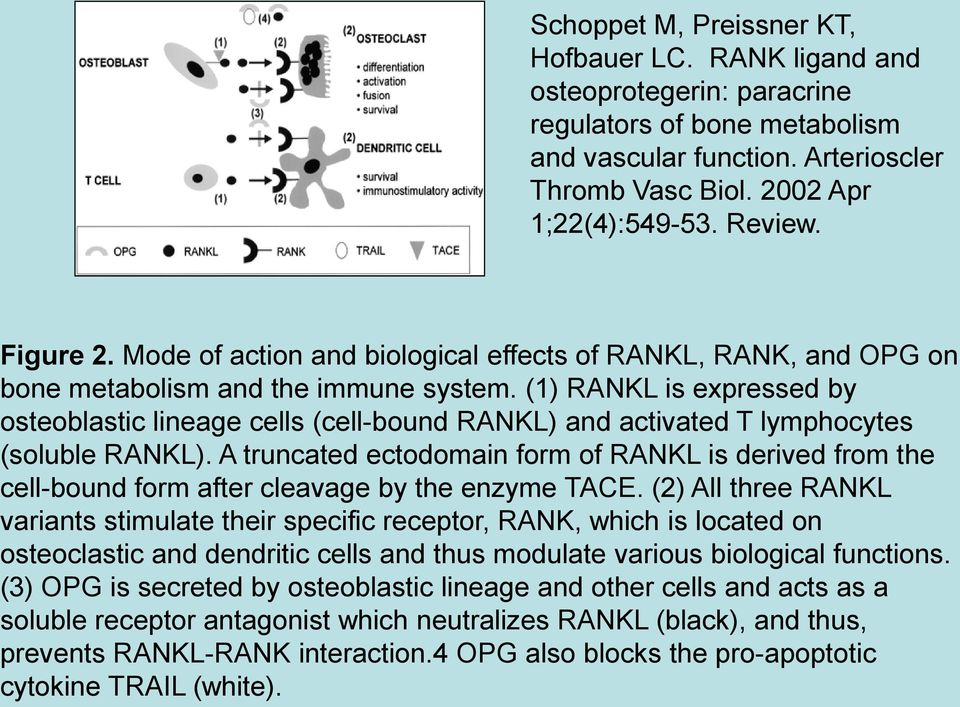 (1) RANKL is expressed by osteoblastic lineage cells (cell-bound RANKL) and activated T lymphocytes (soluble RANKL).