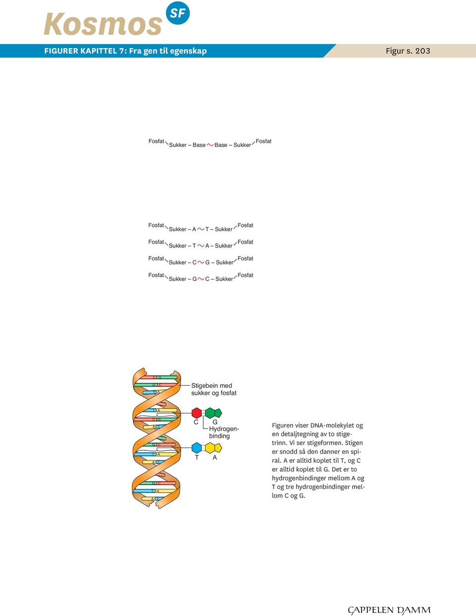 Sukker oa Sigebein med ukker og oa Hydrogenbinding iguren vier DN-molekyle og en dealjegning av o igerinn.