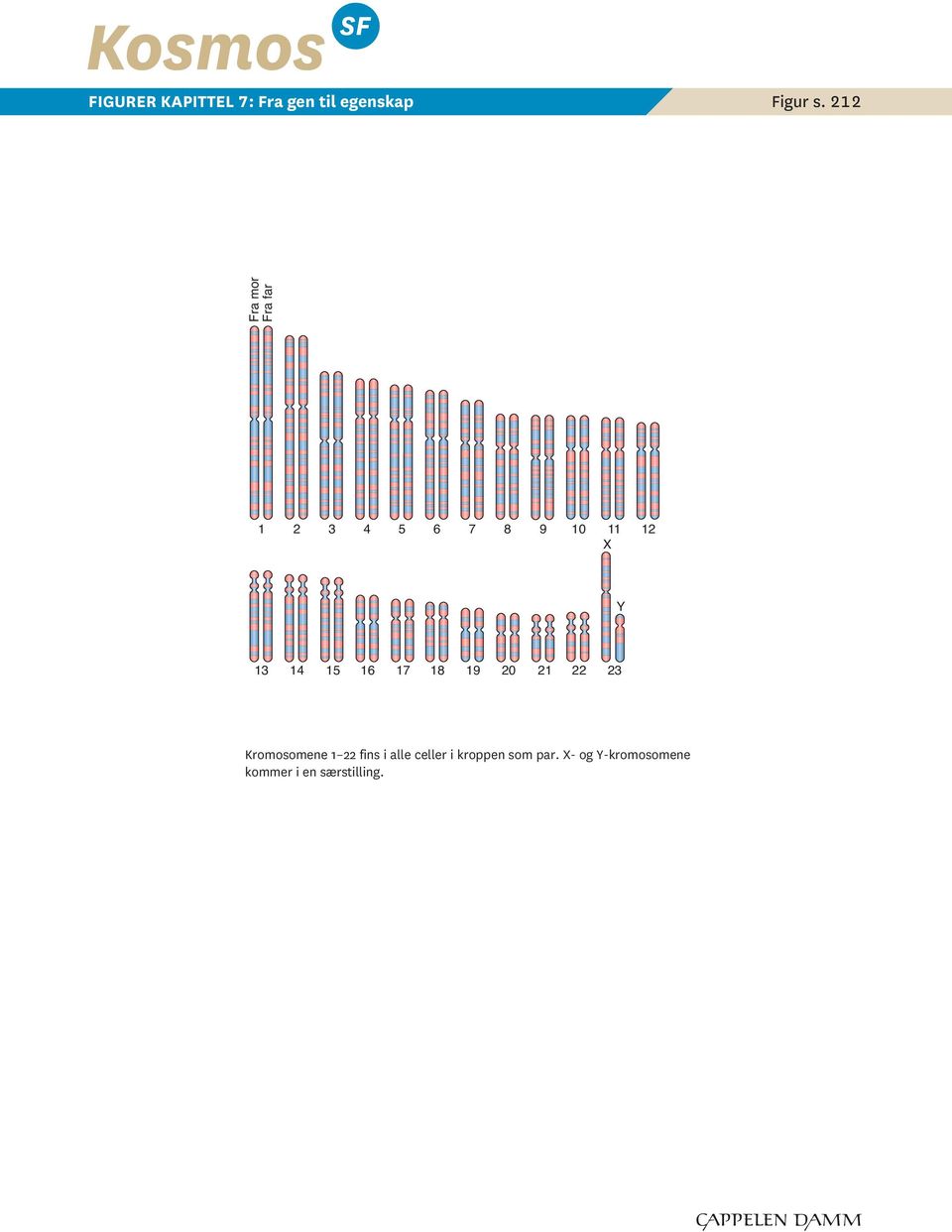 16 17 18 19 20 21 22 23 Kromoomene 1 22 in i alle celler