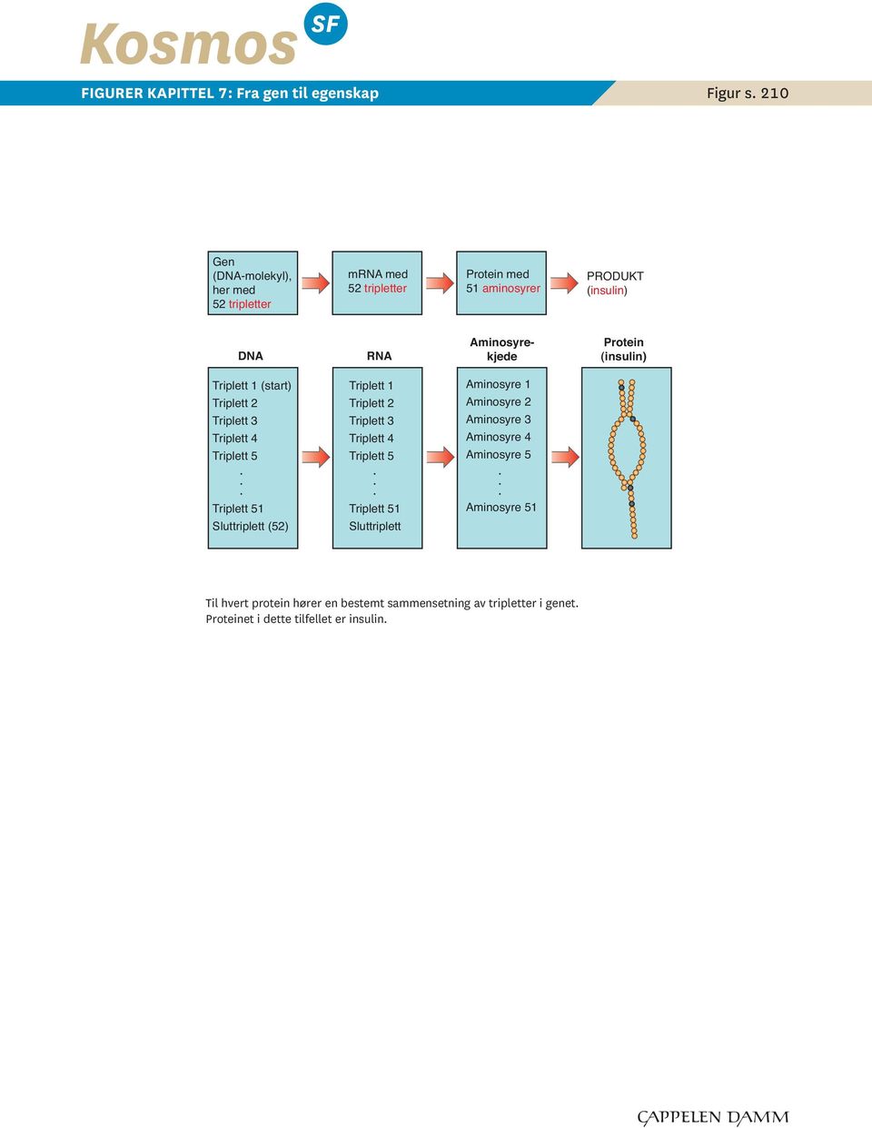 minoyrekjede Proein (inulin) riple 1 (ar) riple 2 riple 3 riple 4 riple 5 riple 1 riple 2 riple 3 riple 4 riple 5