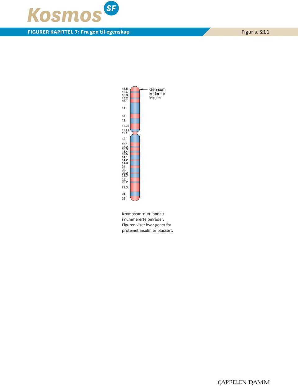 1 14.2 14.3 21 22.1 22.2 22.3 22.1 22.2 22.3 24 25 Kromoom 11 er inndel i nummerere områder.