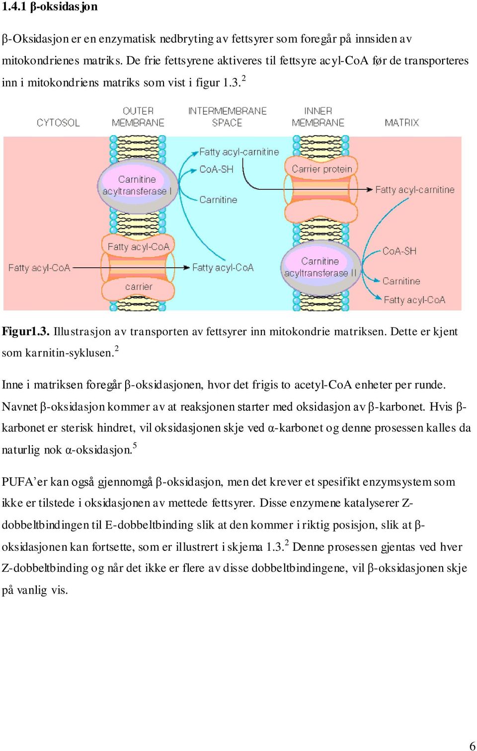 Dette er kjent som karnitin-syklusen. 2 Inne i matriksen foregår β-oksidasjonen, hvor det frigis to acetyl-coa enheter per runde.