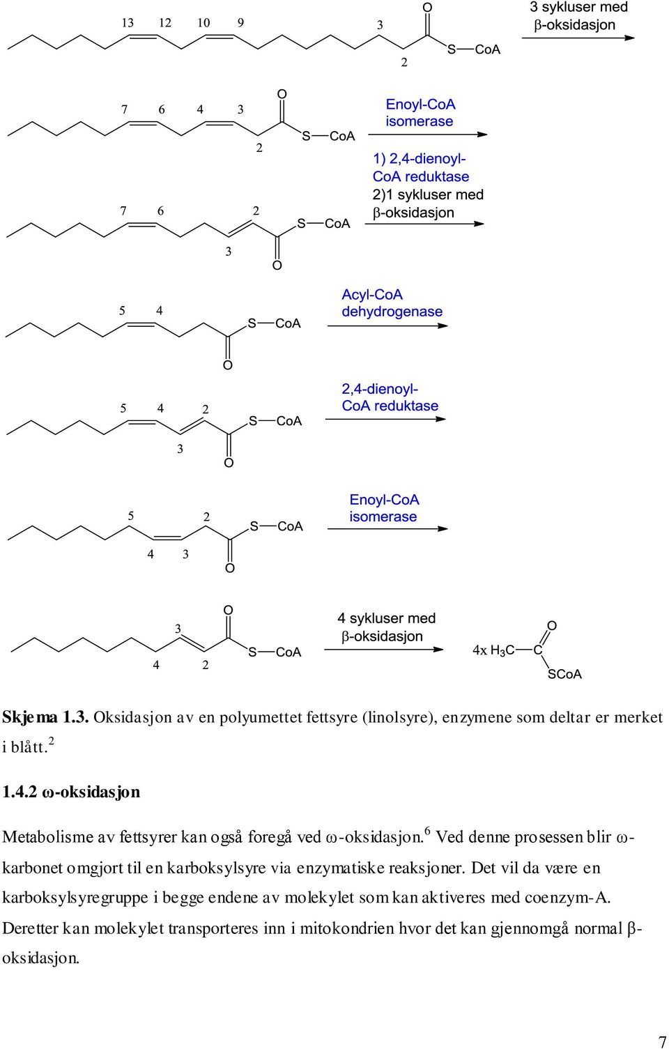 6 Ved denne prosessen blir ω- karbonet omgjort til en karboksylsyre via enzymatiske reaksjoner.