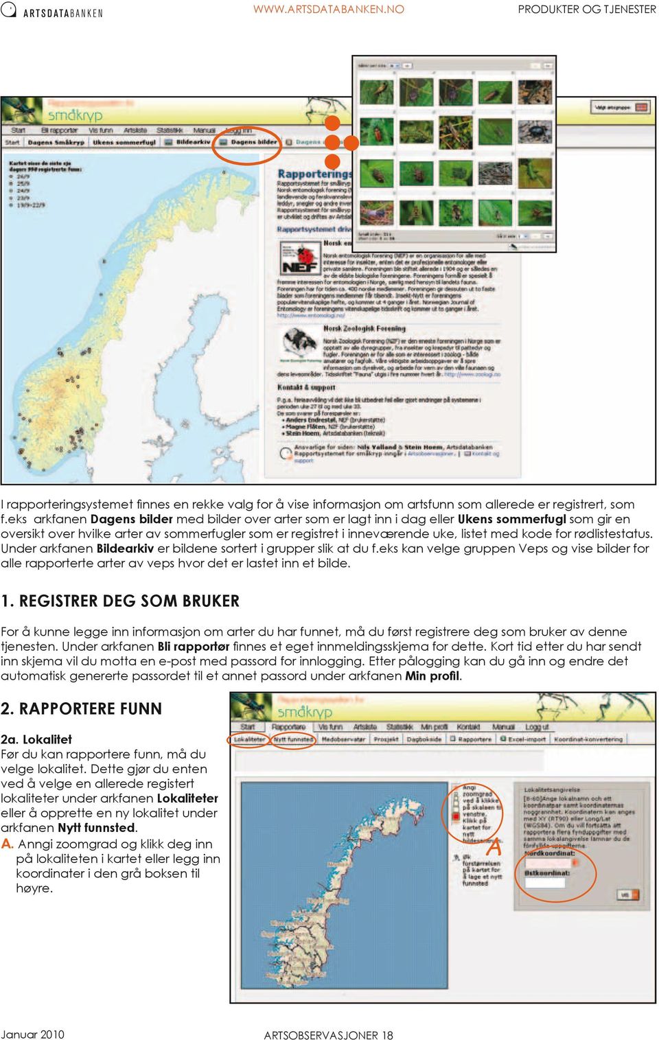 for rødlistestatus. Under arkfanen Bildearkiv er bildene sortert i grupper slik at du f.eks kan velge gruppen Veps og vise bilder for alle rapporterte arter av veps hvor det er lastet inn et bilde. 1.