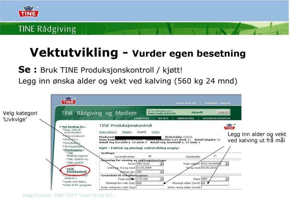 Legg inn ønska alder og vekt ved kalving (560 kg 24