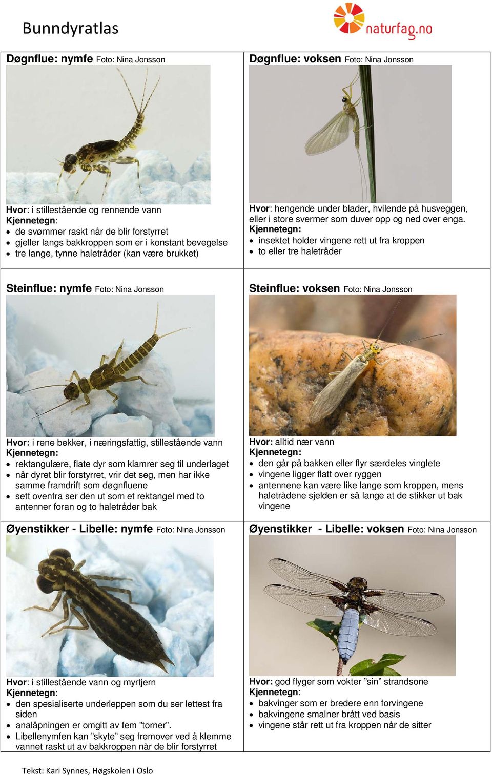 insektet holder vingene rett ut fra kroppen to eller tre haletråder Steinflue: nymfe Foto: Nina Jonsson Steinflue: voksen Foto: Nina Jonsson Hvor: i rene bekker, i næringsfattig, stillestående vann