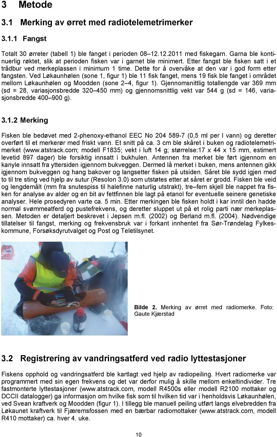 Dette for å overvåke at den var i god form etter fangsten. Ved Løkaunhølen (sone 1, figur 1) ble 11 fisk fanget, mens 19 fisk ble fanget i området mellom Løkaunhølen og Moodden (sone 2 4, figur 1).