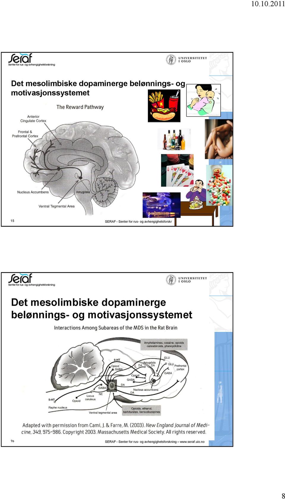 no Det mesolimbiske dopaminerge belønnings- og motivasjonssystemet