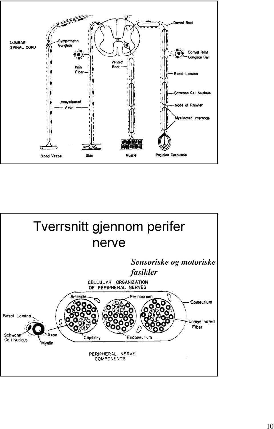 nerve Sensoriske