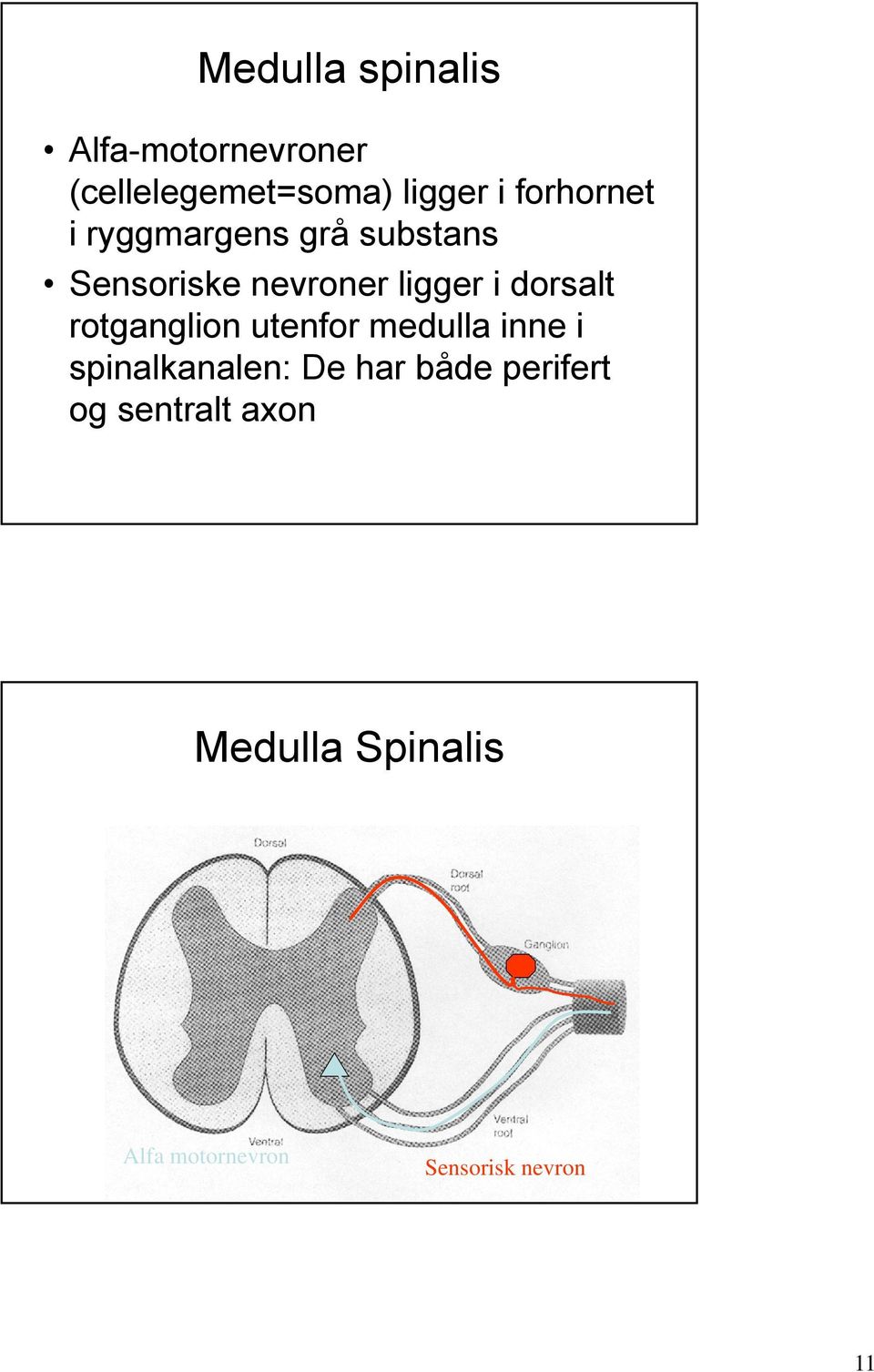 dorsalt rotganglion utenfor medulla inne i spinalkanalen: De har både