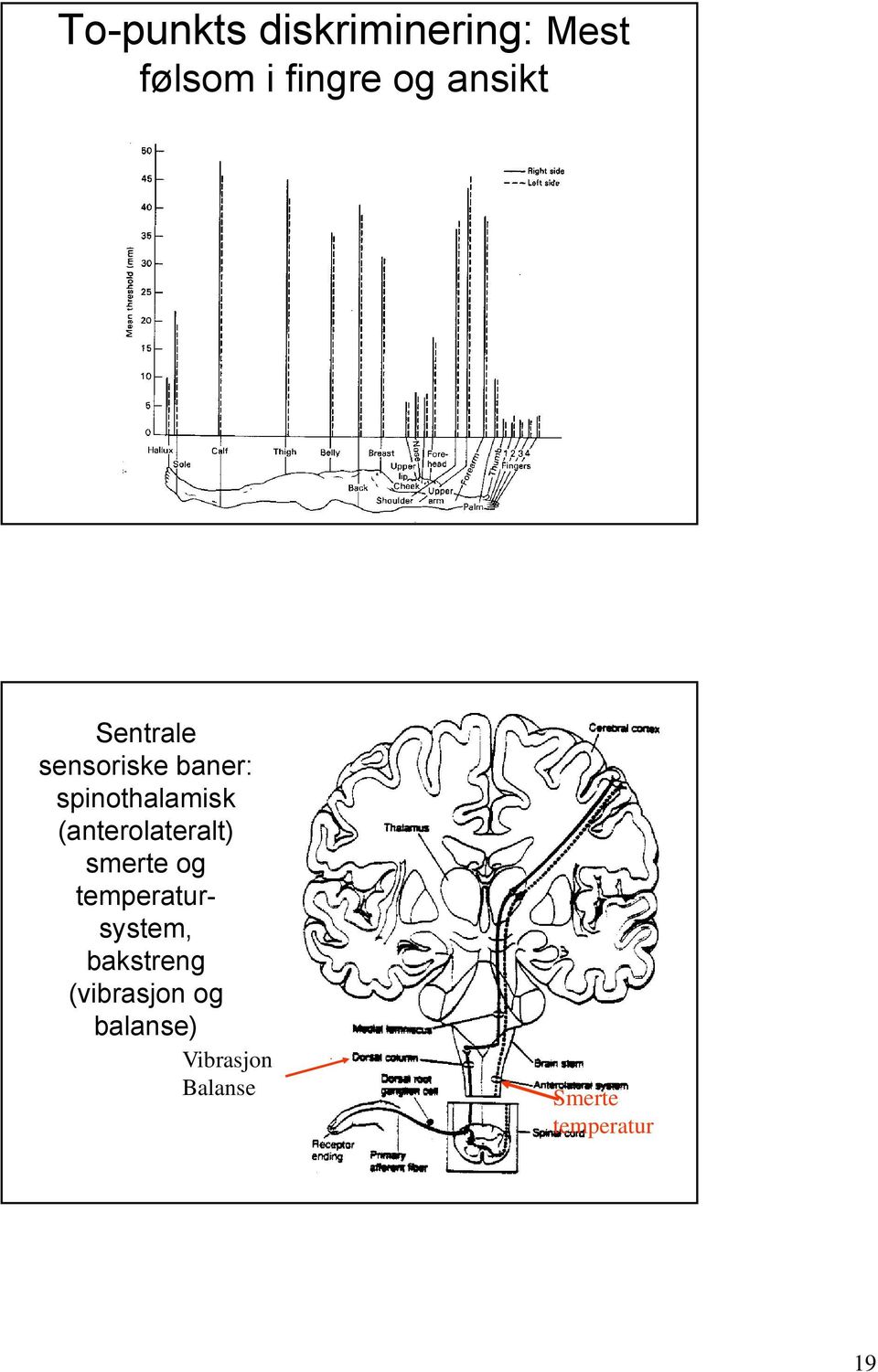 (anterolateralt) smerte og temperatursystem,