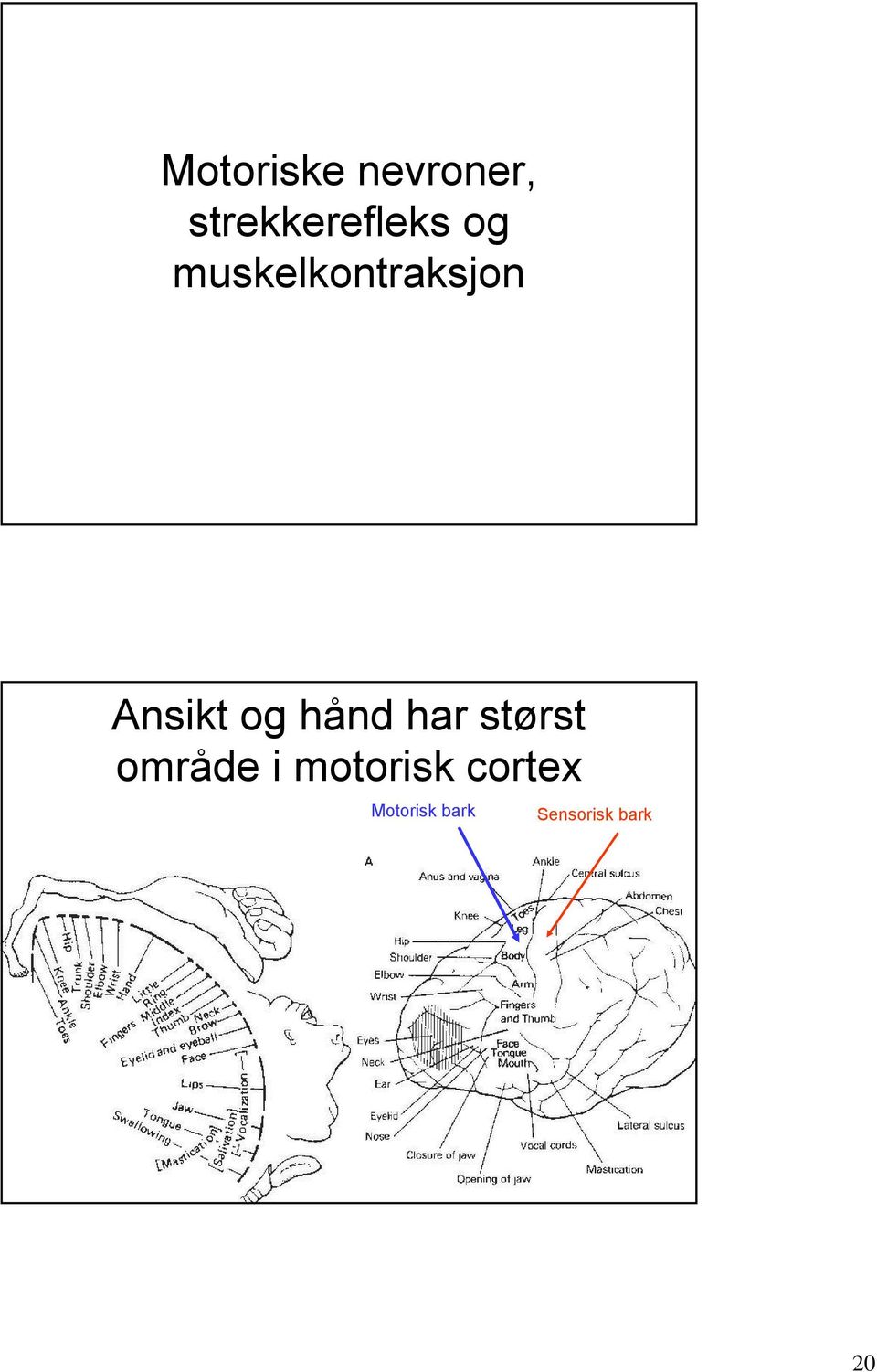 hånd har størst område i motorisk