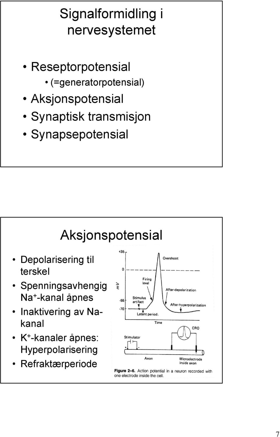 til terskel Spenningsavhengig Na + -kanal åpnes Inaktivering av Nakanal