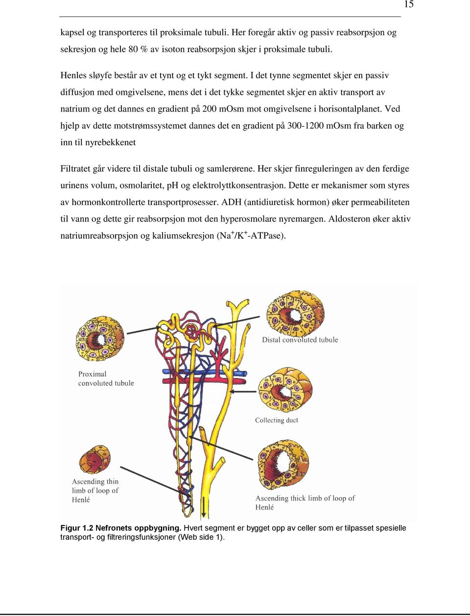 I det tynne segmentet skjer en passiv diffusjon med omgivelsene, mens det i det tykke segmentet skjer en aktiv transport av natrium og det dannes en gradient på 200 mosm mot omgivelsene i