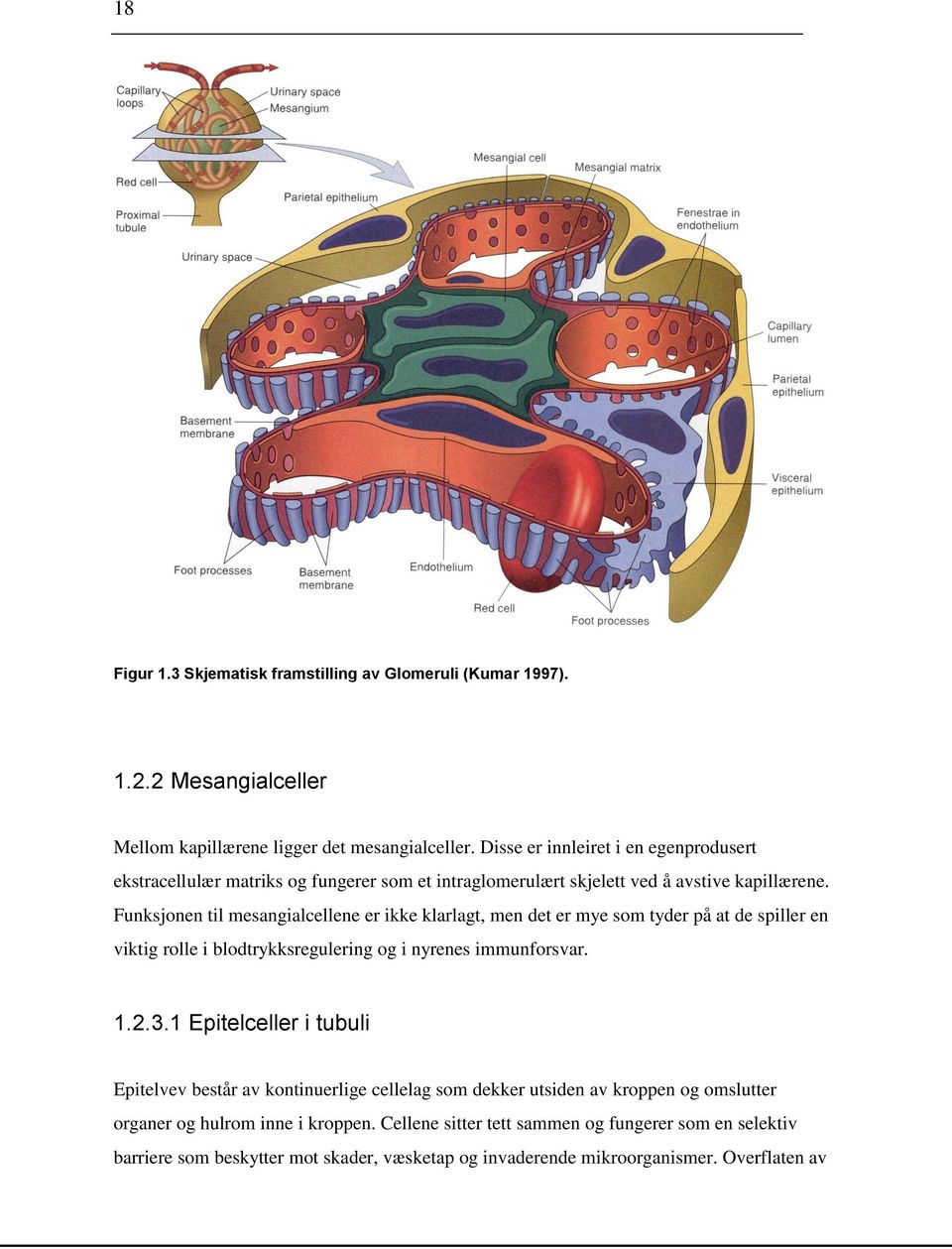 Funksjonen til mesangialcellene er ikke klarlagt, men det er mye som tyder på at de spiller en viktig rolle i blodtrykksregulering og i nyrenes immunforsvar. 1.2.3.