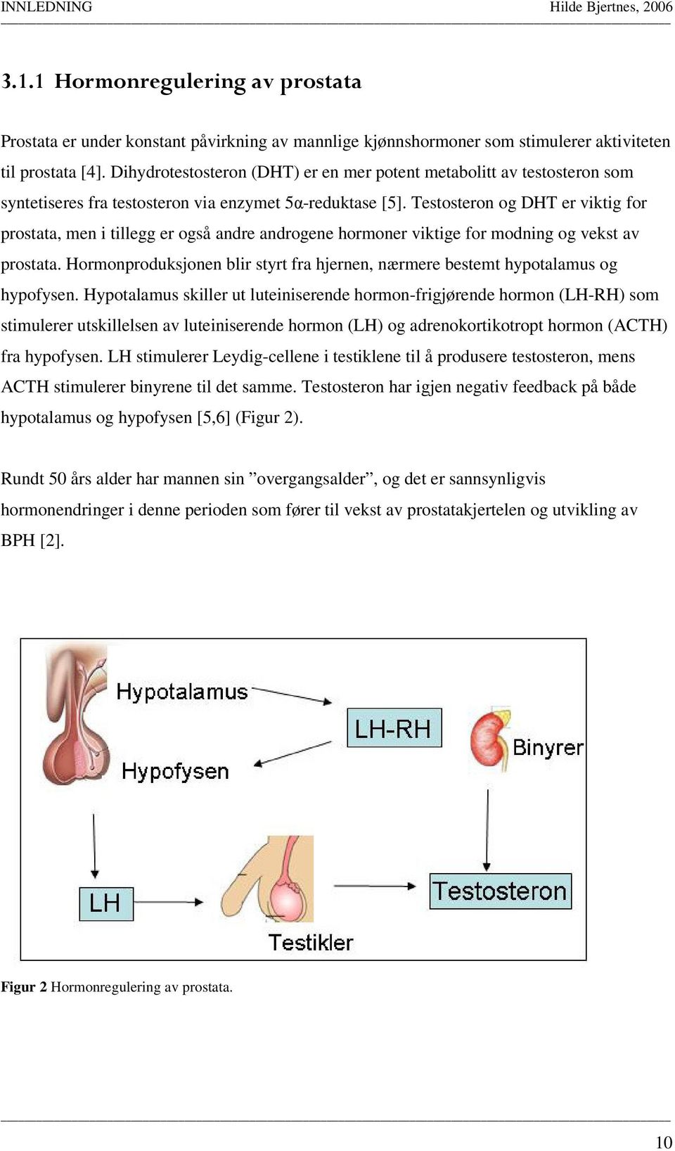 Testosteron og DHT er viktig for prostata, men i tillegg er også andre androgene hormoner viktige for modning og vekst av prostata.