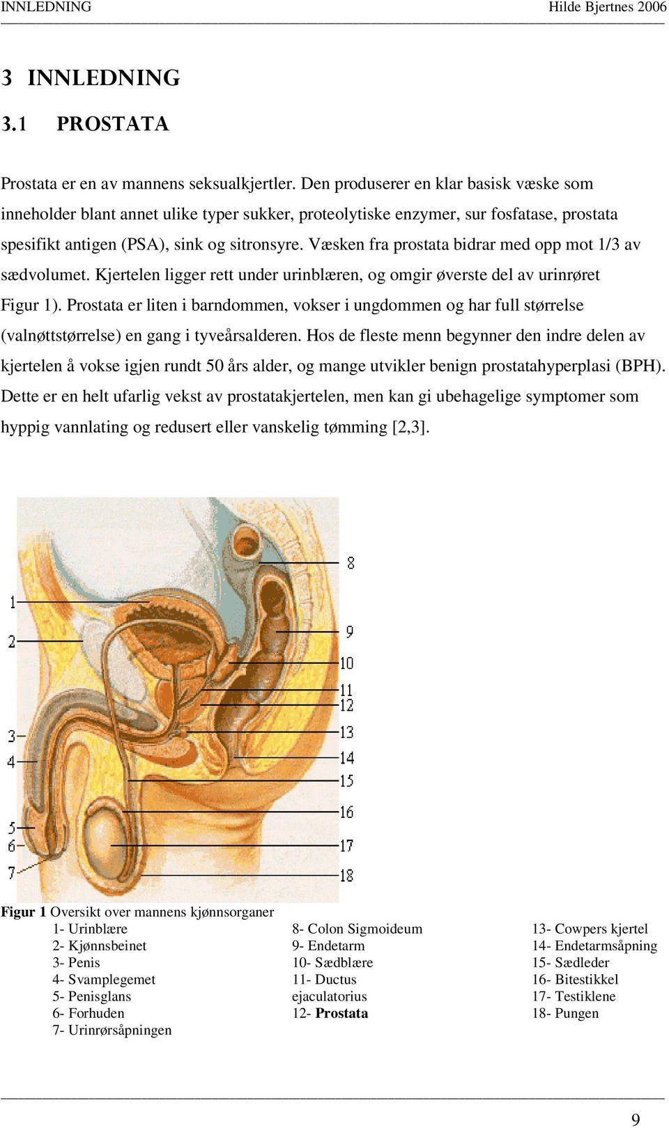 Væsken fra prostata bidrar med opp mot 1/3 av sædvolumet. Kjertelen ligger rett under urinblæren, og omgir øverste del av urinrøret Figur 1).