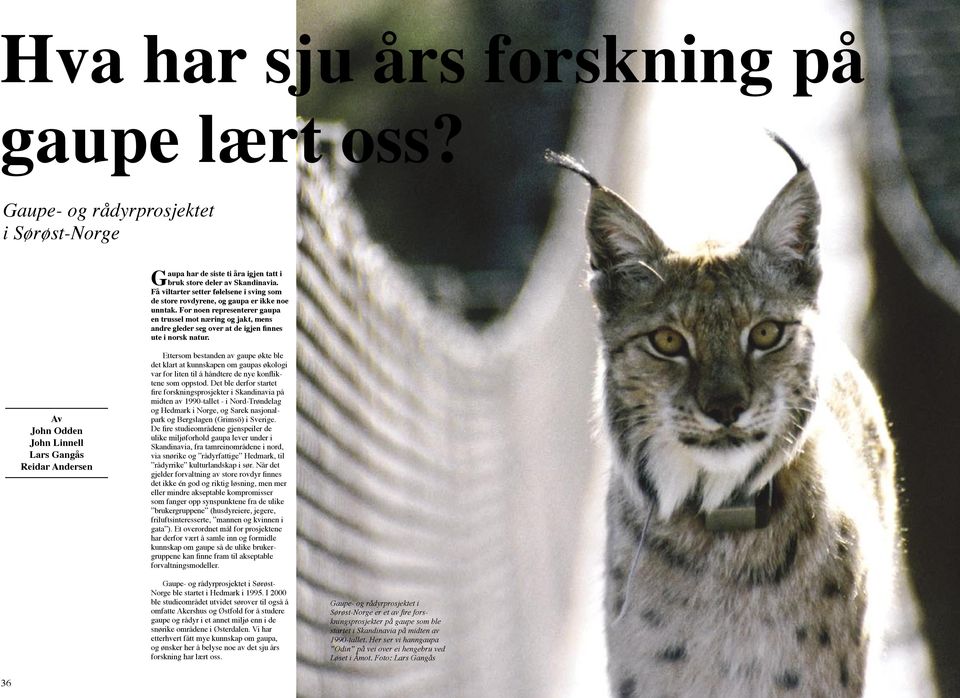 For noen representerer gaupa en trussel mot næring og jakt, mens andre gleder seg over at de igjen finnes ute i norsk natur.