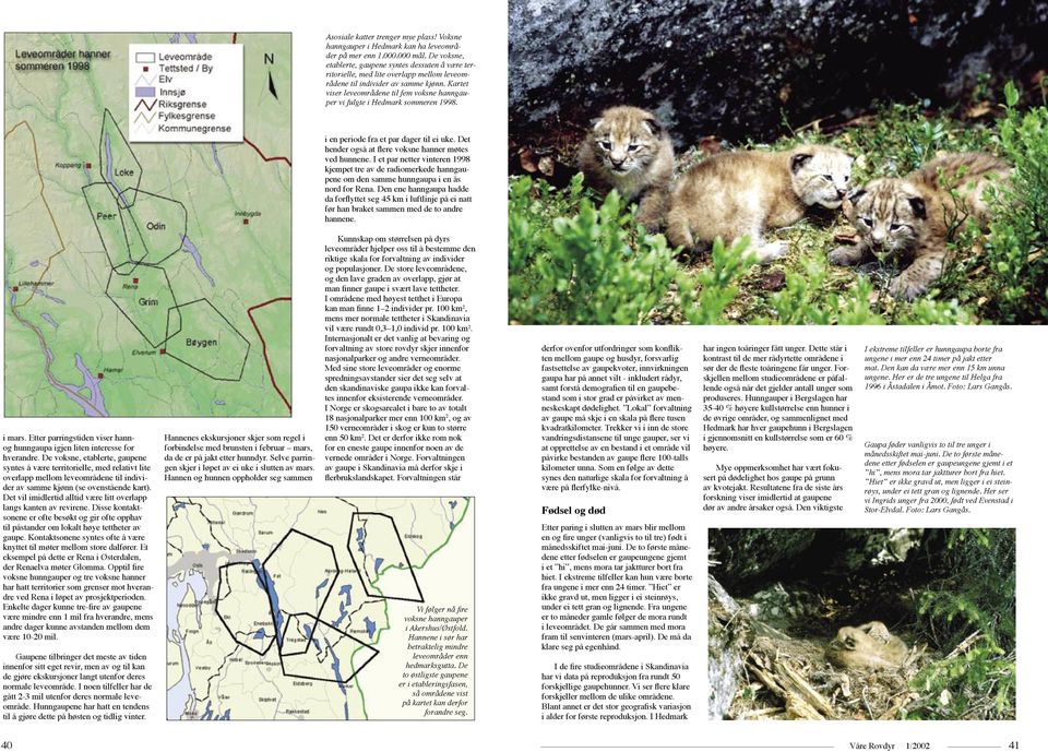 Kartet viser leveområdene til fem voksne hanngauper vi fulgte i Hedmark sommeren 1998. i en periode fra et par dager til ei uke. Det hender også at flere voksne hanner møtes ved hunnene.