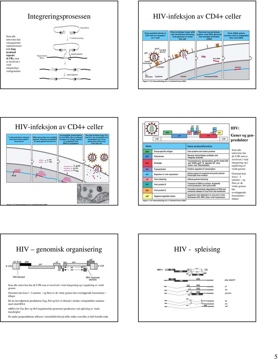 virale genene har overlappende leserammer - tillater HIV genomisk organisering HIV - spleising Som alle retrovirus har de LTR som er involvert i viral integrering og i regulering av viralt genom