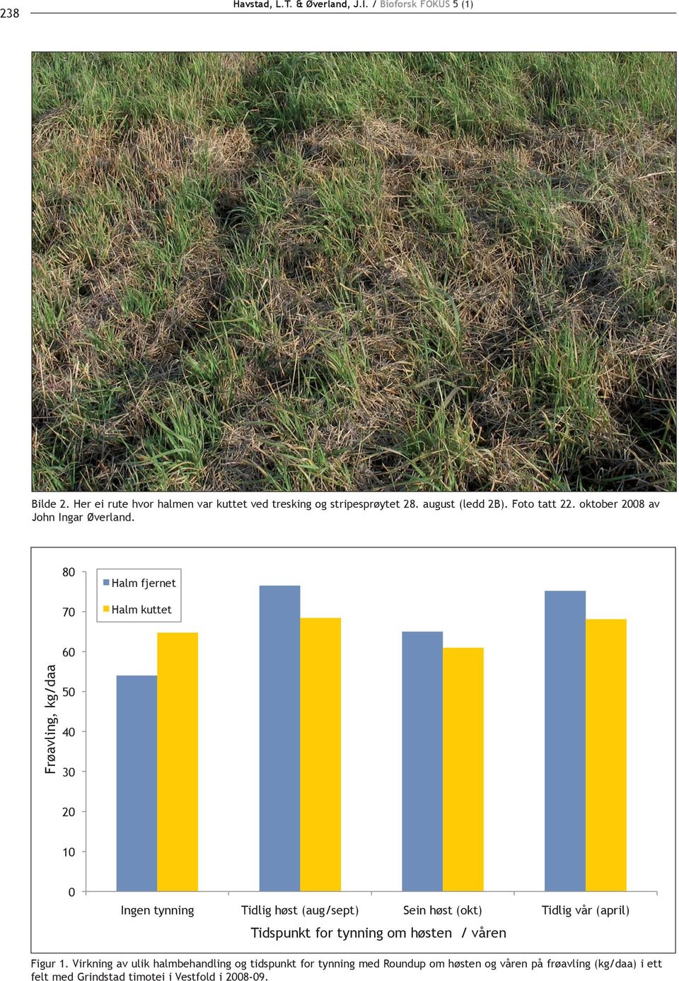 80 70 Halm fjernet Halm kuttet 60 ing, kg/daa 50 40 30 20 10 0 Ingen tynning Tidlig høst (aug/sept) Sein høst (okt) Tidlig vår (april)