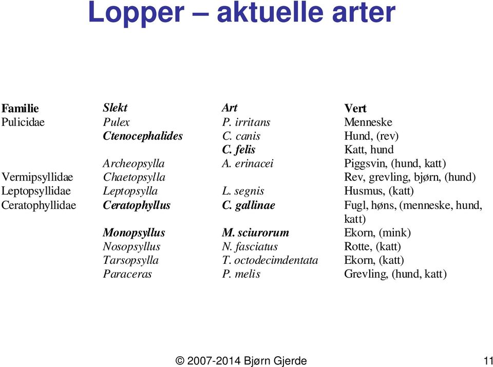 erinacei Piggsvin, (hund, katt) Vermipsyllidae Chaetopsylla Rev, grevling, bjørn, (hund) Leptopsyllidae Leptopsylla L.