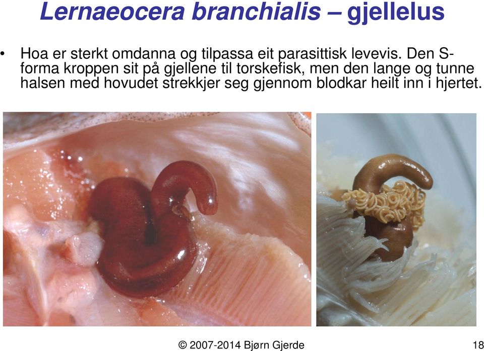 Den S- forma kroppen sit på gjellene til torskefisk, men den