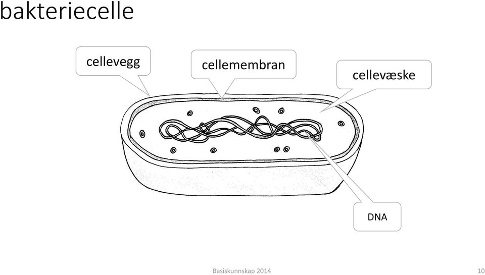 cellemembran