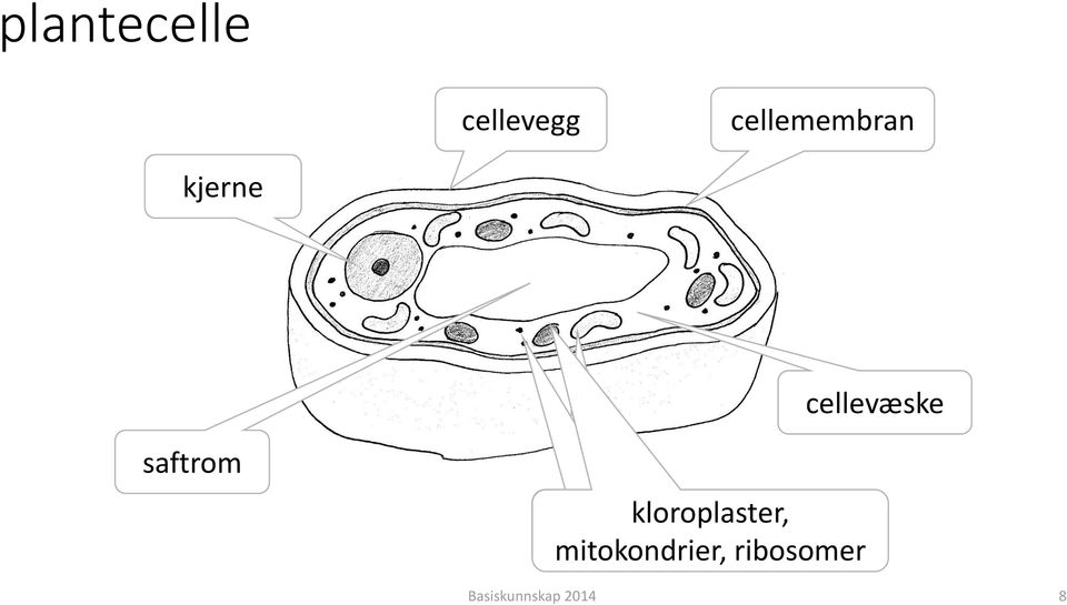 cellevæske saftrom