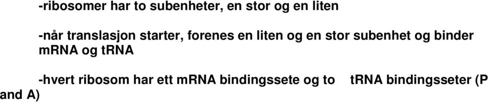 stor subenhet og binder mrna og trna -hvert ribosom