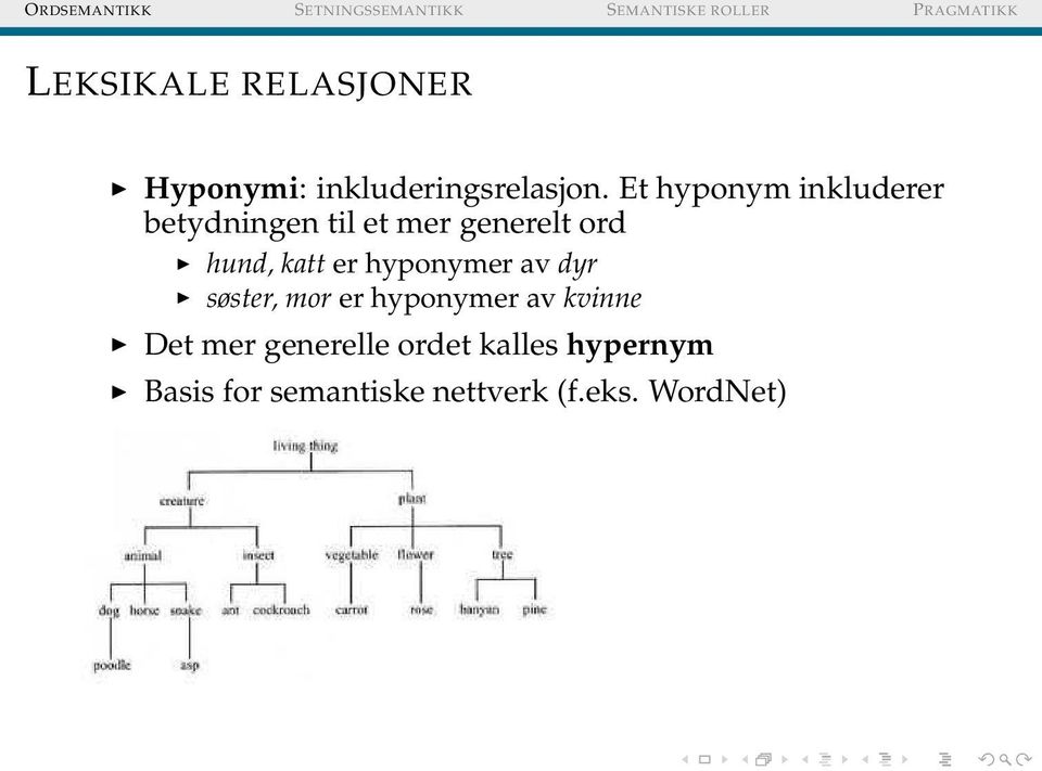 katt er hyponymer av dyr søster, mor er hyponymer av kvinne Det