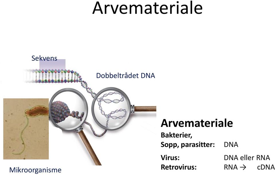 Bakterier, Sopp, parasitter: DNA