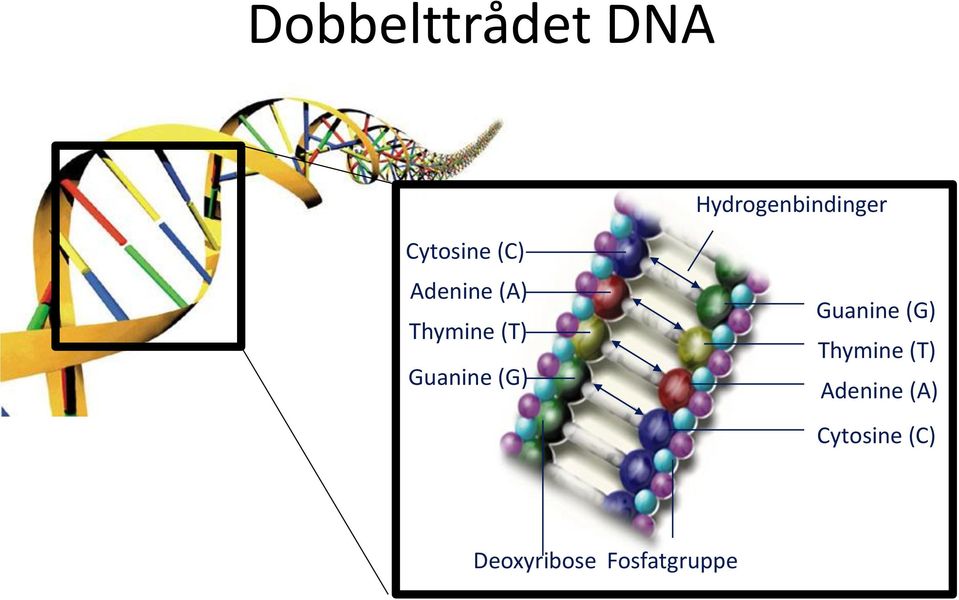 Guanine (G) Guanine (G) Thymine (T)