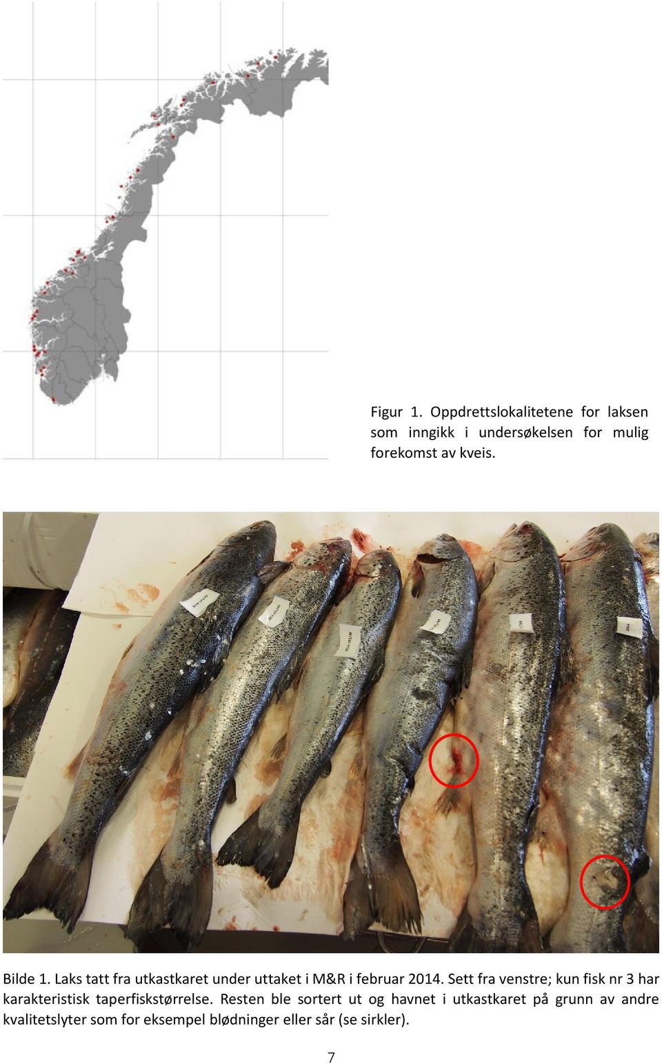 Bilde 1. Laks tatt fra utkastkaret under uttaket i M&R i februar 2014.