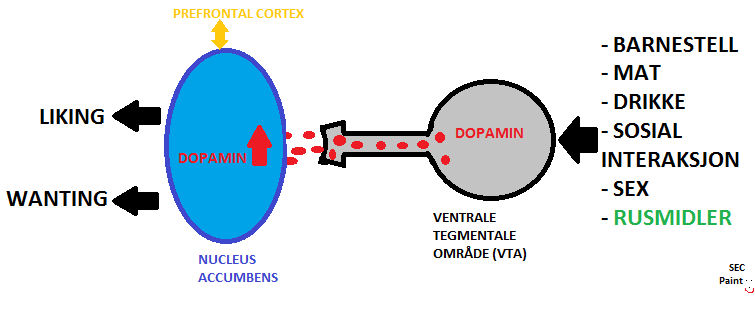 belønning, eufori Wanting: gir en motivasjon, ønske om å gjenta