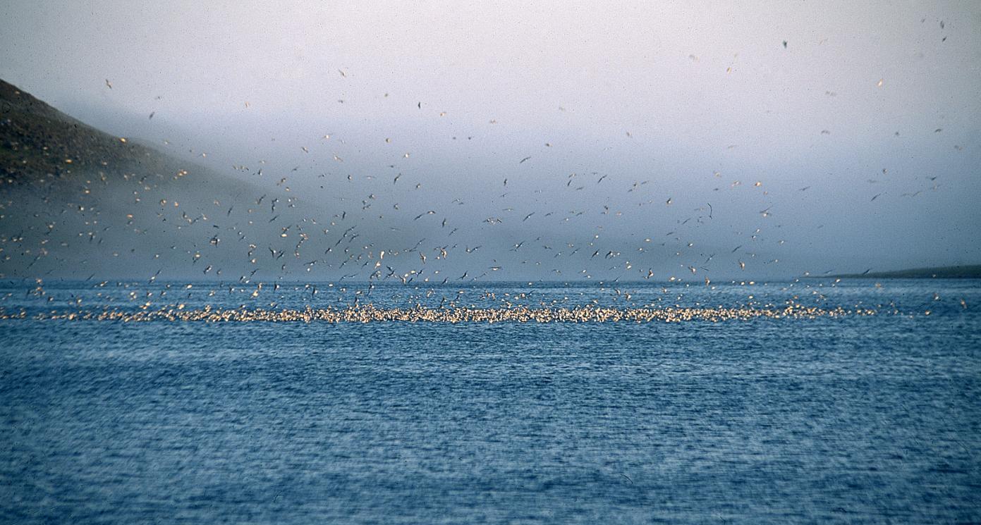 Figur 7. Det er et betydelig antall krykkje som benytter Ellasjøen som hvile og badeplass. (Foto: Guttorm N. Christensen, Akvaplan-niva. 2.