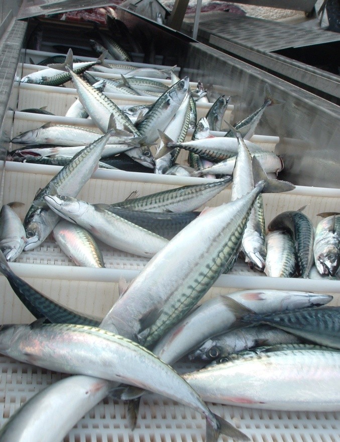 Forslag til regulering av fiske av 5000 tonn