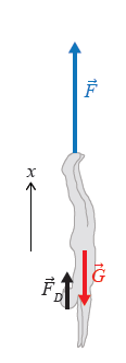 Eksempel: bungee jump En person av masse m = 7 kg hopper med en strikk av lengde d = 5 m fra en bro av høyde h = 1 m.