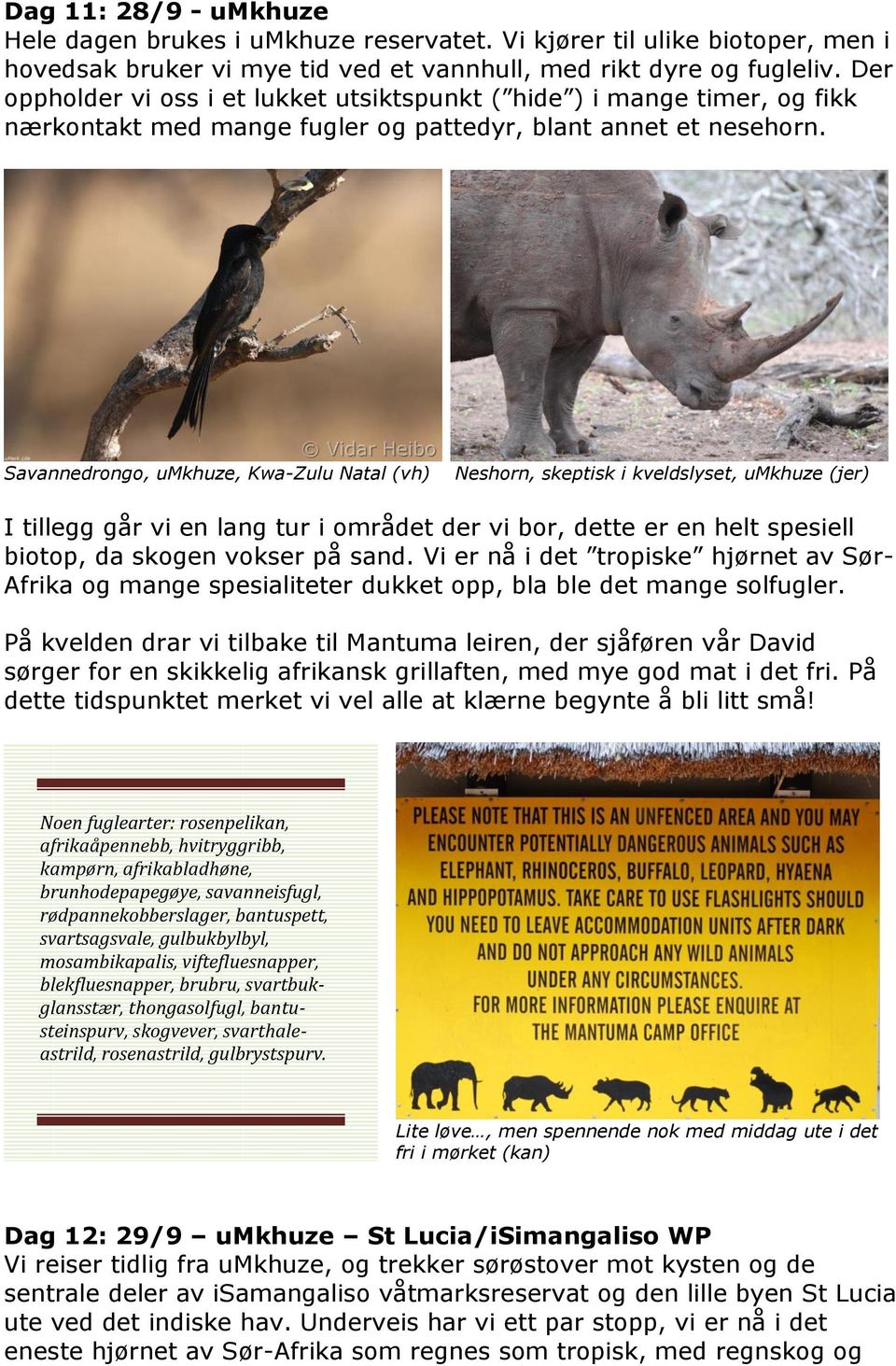 Savannedrongo, umkhuze, Kwa-Zulu Natal (vh) Neshorn, skeptisk i kveldslyset, umkhuze (jer) I tillegg går vi en lang tur i området der vi bor, dette er en helt spesiell biotop, da skogen vokser på