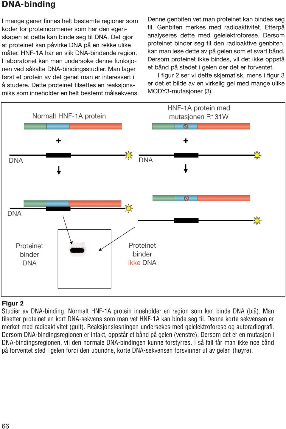 Man lager først et protein av det genet man er interessert i å studere. Dette proteinet tilsettes en reaksjonsmiks som inneholder en helt bestemt målsekvens.