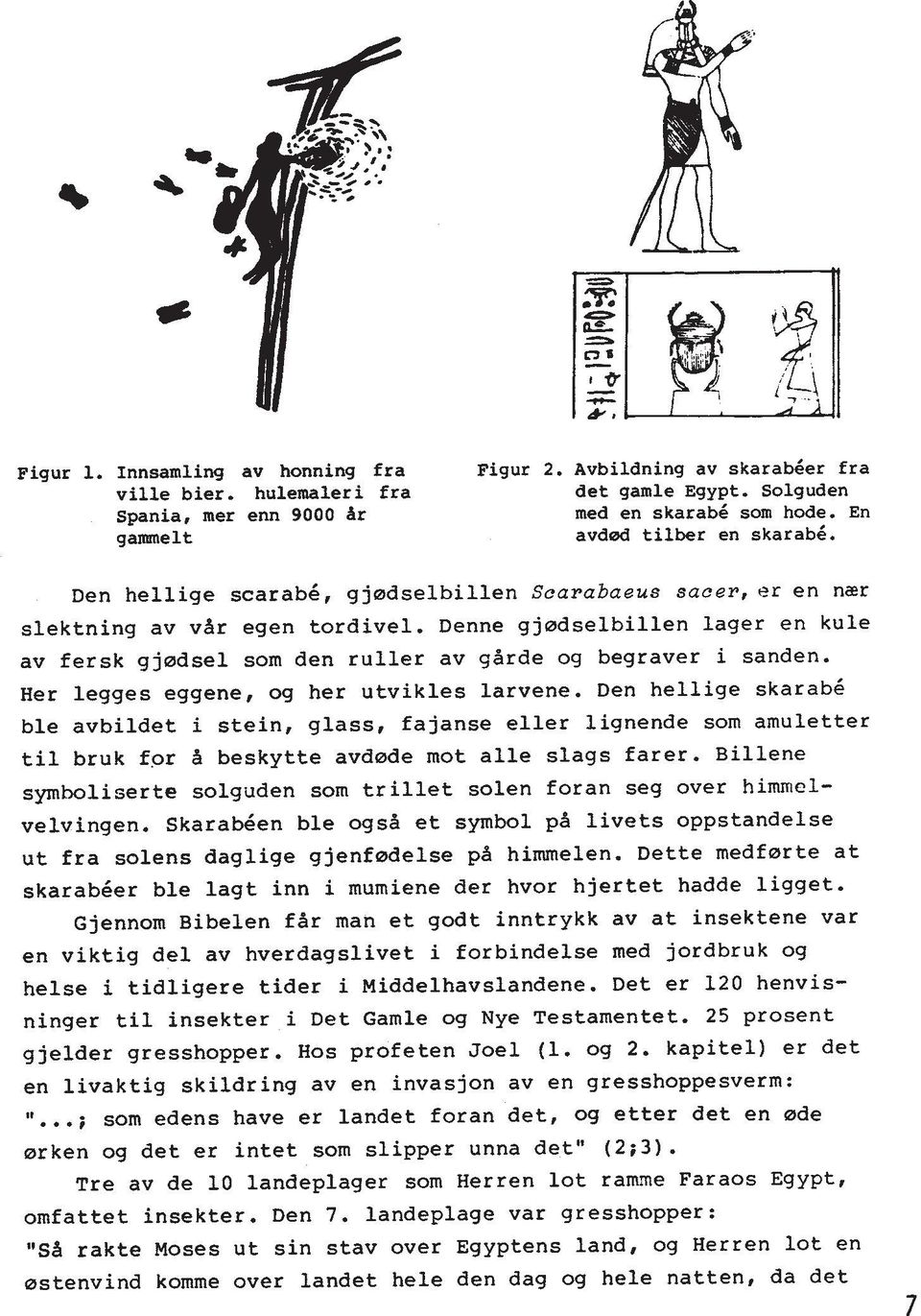 Denne gjodselbillen lager en kule av fersk gjodsel sorn den ruller av garde og begraver i sanden. Her legges eggene, og her utvikles larvene.