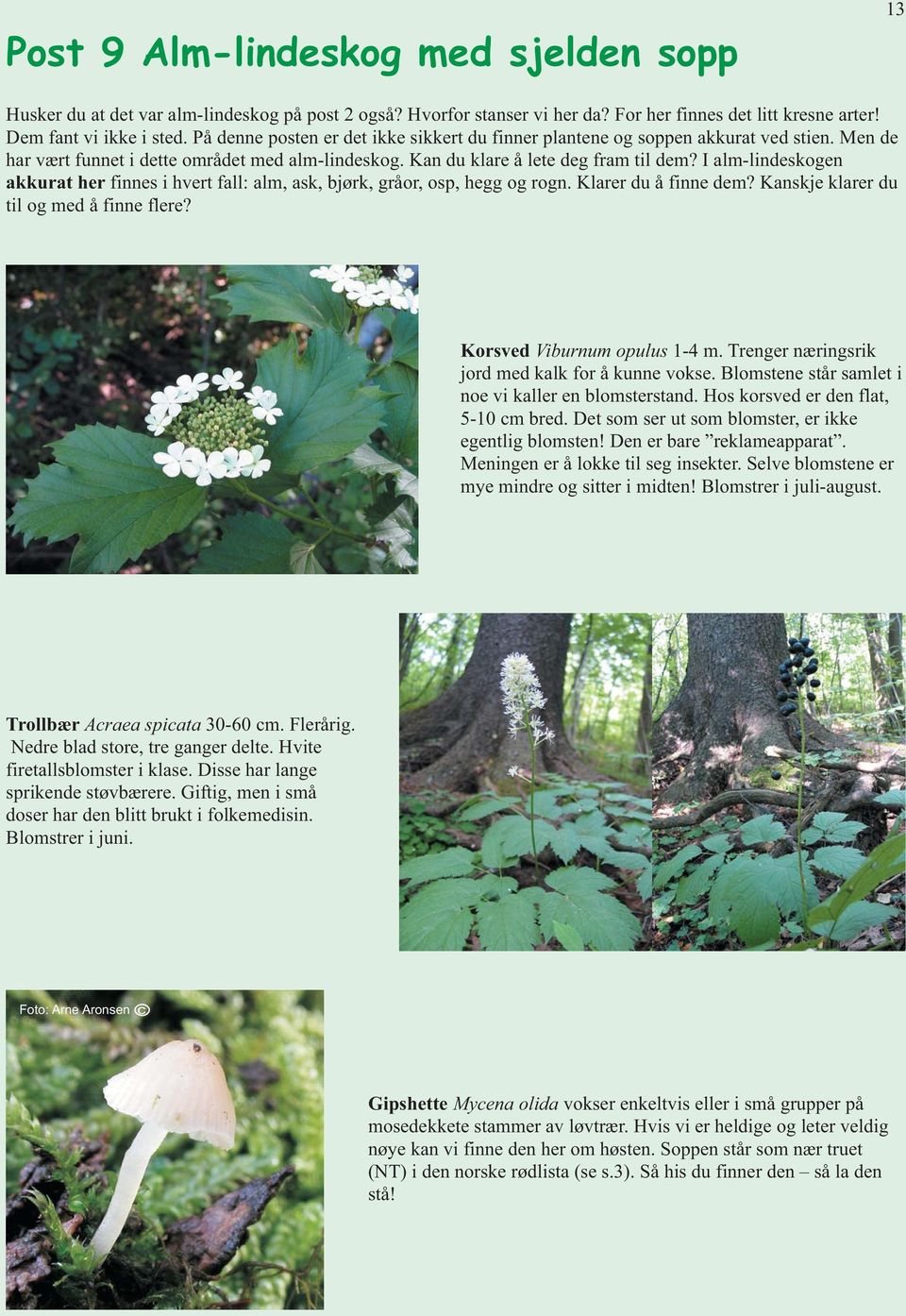 I alm-lindeskogen akkurat her finnes i hvert fall: alm, ask, bjørk, gråor, osp, hegg og rogn. Klarer du å finne dem? Kanskje klarer du til og med å finne flere? Korsved Viburnum opulus 1-4 m.