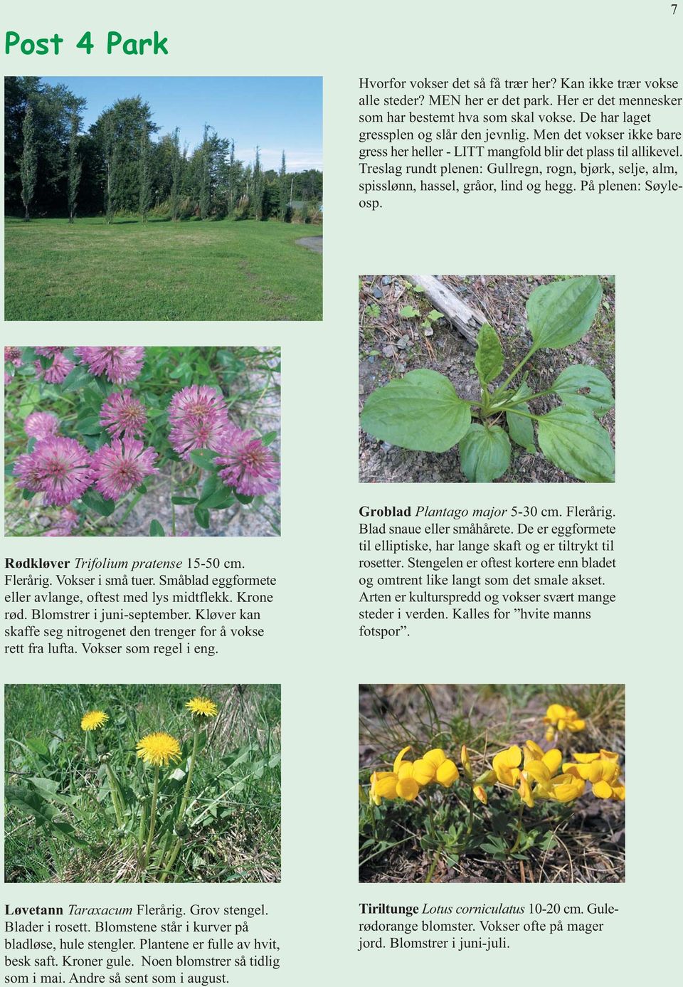 Treslag rundt plenen: Gullregn, rogn, bjørk, selje, alm, spisslønn, hassel, gråor, lind og hegg. På plenen: Søyleosp. Rødkløver Trifolium pratense 15-50 cm. Flerårig. Vokser i små tuer.