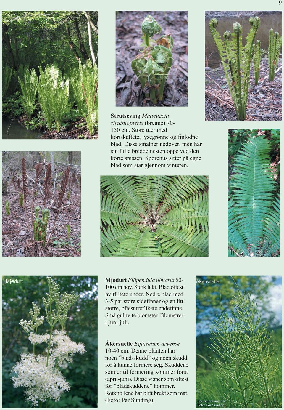 Sterk lukt. Blad oftest hvitfiltete under. Nedre blad med 3-5 par store sidefinner og en litt større, oftest treflikete endefinne. Små gulhvite blomster. Blomstrer i juni-juli.