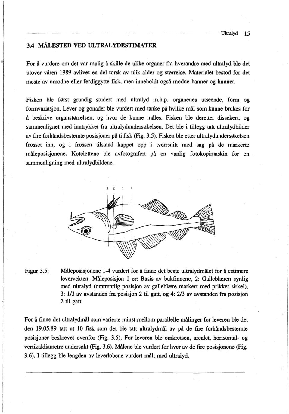 Materialet bestod for det meste av umodne eller ferdiggytte fisk, men inneholdt også modne hanner og hunner. Fisken ble først grundig studert med ultralyd m.h.p.