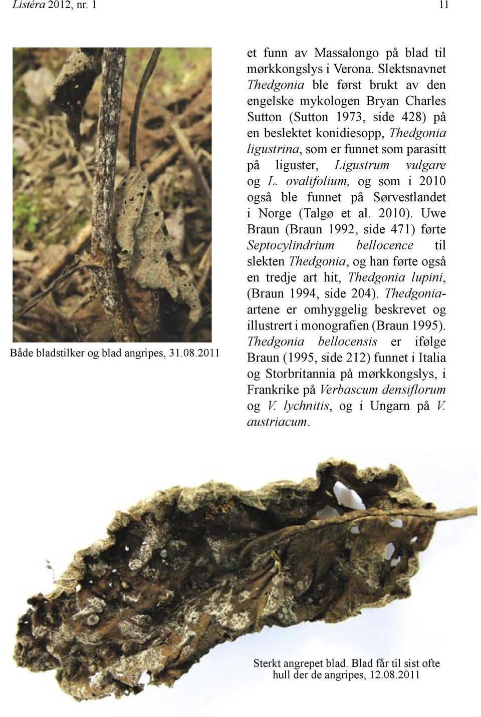 liguster, Ligustrum vulgare og L. ovalifolium, og som i 2010 også ble funnet på Sørvestlandet i Norge (Talgø et al. 2010).